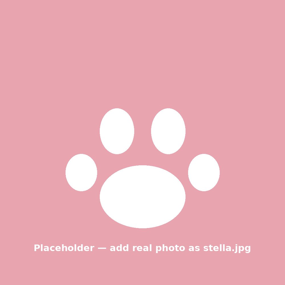 Stella, host of Palisades Dog House in Washington DC